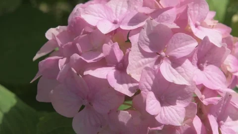 Beautiful cold pink hydrangea blossom flowers at sunny morning. close up footage Stock Footage 273081205