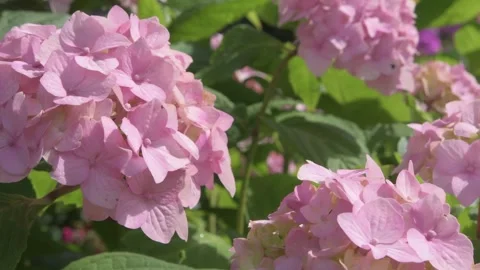 Beautiful cold pink hydrangea blossom flowers at sunny morning. close up footage Stockbeeldmateriaal 273081827