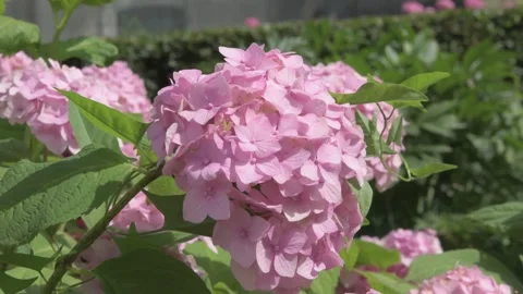 Beautiful cold pink hydrangea blossom flowers at sunny morning. close up footage Stock Footage 273082188