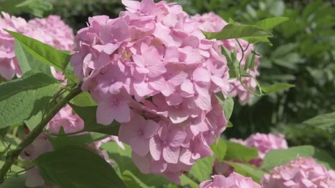 Beautiful cold pink hydrangea blossom flowers at sunny morning. close up footage Stock Footage 273083089