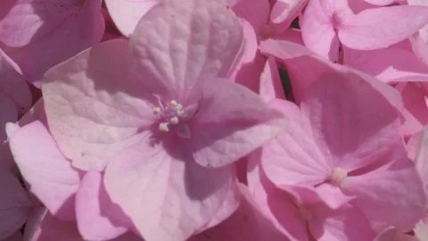  beautiful cold pink hydrangea blossom flowers at sunny morning. macro footage Stock Footage 273084158