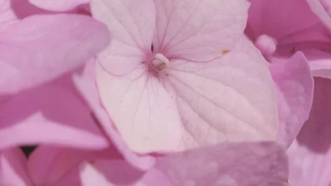  beautiful cold pink hydrangea blossom flowers at sunny morning. macro footage Stock Footage 273084563
