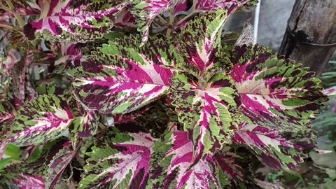 A beautiful coleus 1 Stock Footage 273047104