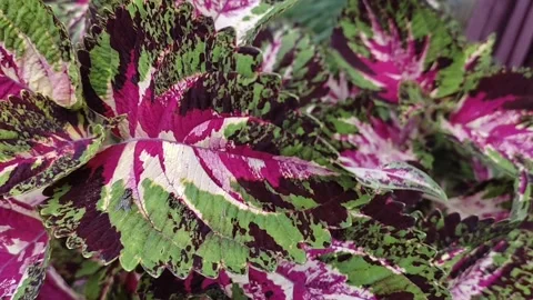 A beautiful coleus Stock Footage 273047114