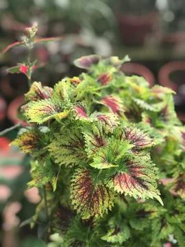 Beautiful coleus plants - green leaves which have shades of red. The background Stock Photos