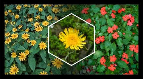 A beautiful collage of three flowers suitable for a flower theme wallpaper .. Stock Illustration