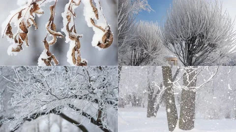 A beautiful collage - a winter forest. Video stock 86306120