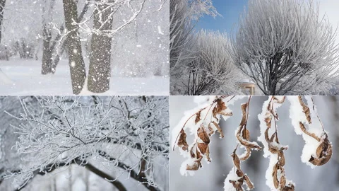 A beautiful collage - a winter forest. Stock Footage 86307022