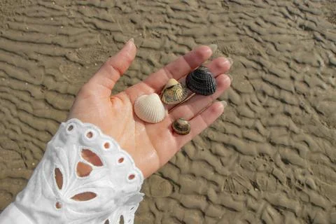Beautiful collected shells on the hand on the beach in Denmark Stock Photos