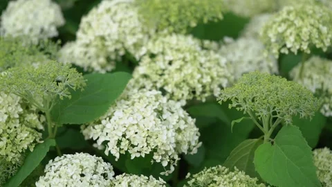 A Beautiful Collection of Elegant White Hydrangea Flowers in Full Bloom and Stock Footage 314575810