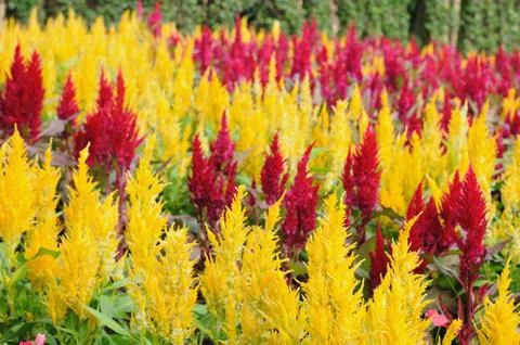 Beautiful color flower lining, pattern for web background. Stock Photos