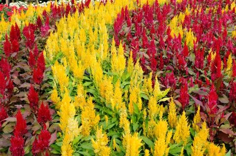 Beautiful color flower lining, pattern for web background. Stock Photos