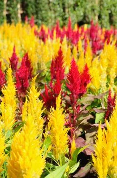 Beautiful color flower lining, pattern for web background. Stock Photos