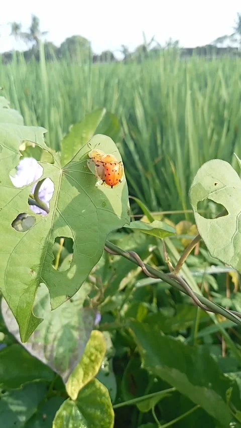 Beautiful color of lady bug Stock Footage 221011553
