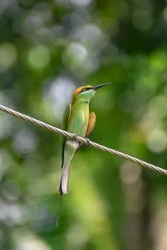 Beautiful colored Bee-eater bird sitting on a an electrical line Stock Photos