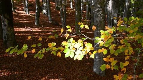 Beautiful colored beech forest in autumn. Italy Stock Footage 219471364