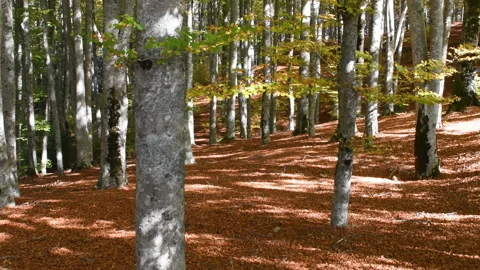 Beautiful colored beech forest in autumn Stock Footage 219890101