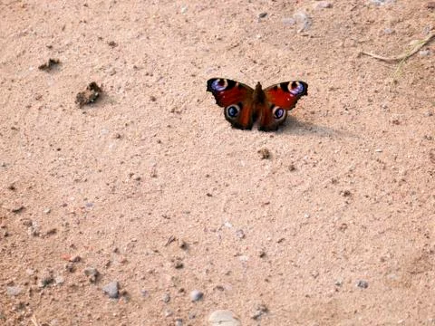 Beautiful colored butterfly sitting on the sand Stock Photos