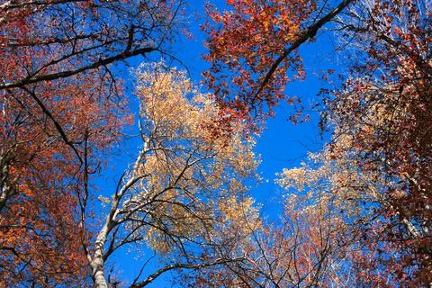 Beautiful colored crown of a tree against the sky. Stock Photos