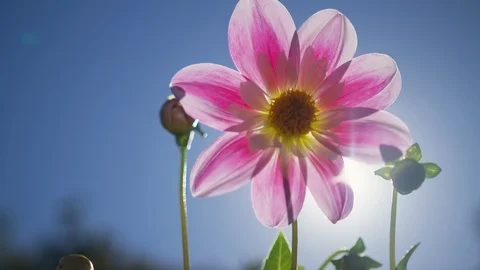 Beautiful colored dahlia flowing gently in the wind back-lit by the setting sun. Stock Footage 87822995