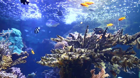 Beautiful colored fish Stock Footage 25365662