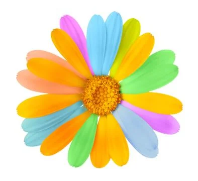 Beautiful colored flowerv Stock Photos
