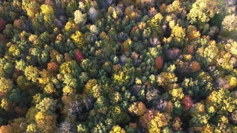 Beautiful colored forest seen from abov Stock Footage 164952367
