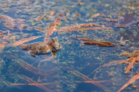 Beautiful colored frog Common toad - Bombina bombina lies on the surface of t Stock Photos