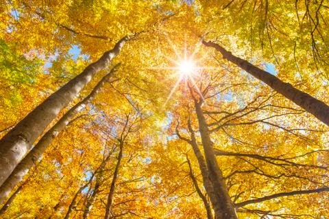 Beautiful colored golden beech trees in forest at autumn Stock Photos