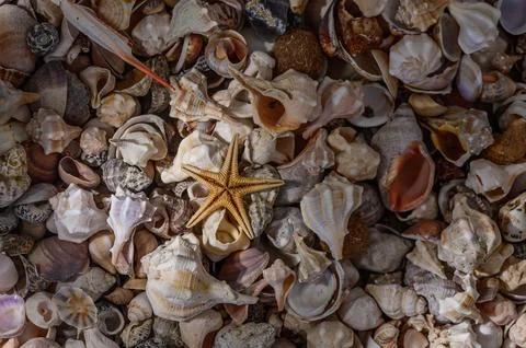 Beautiful colored seashells on sand background Stock Photos