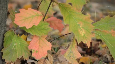 Beautiful Colorful Autumn Foliage, Changing Season, Forest, Trees Stock Footage 8920341