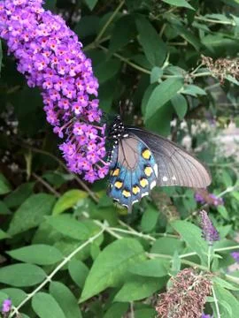 Beautiful Colorful Butterfly on a Purple Flower Stock Photos