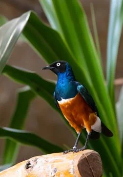 Beautiful colorful exotic bird Stock Photos