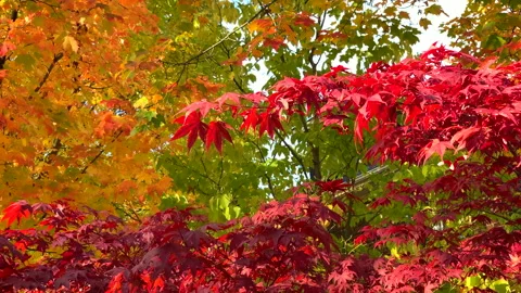 Beautiful Colorful Fall Tree Foliage, Scenic Park Nature Leafs Autumn Season Video stock 150192069