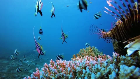 beautiful colorful fishes deep in sea Stock Video Pond5