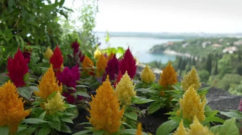 Beautiful colorful flowers on Duino castle terrace Stock Footage 68346833