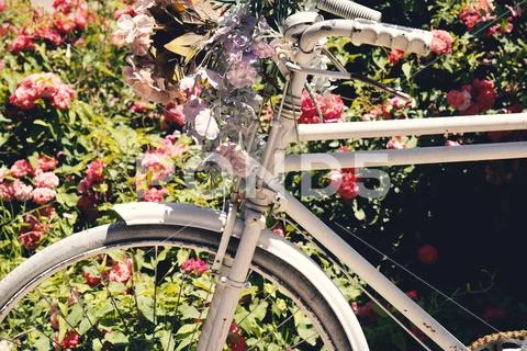 Beautiful colorful flowers on white bicycle concept of wedding and valentine Stock Photos