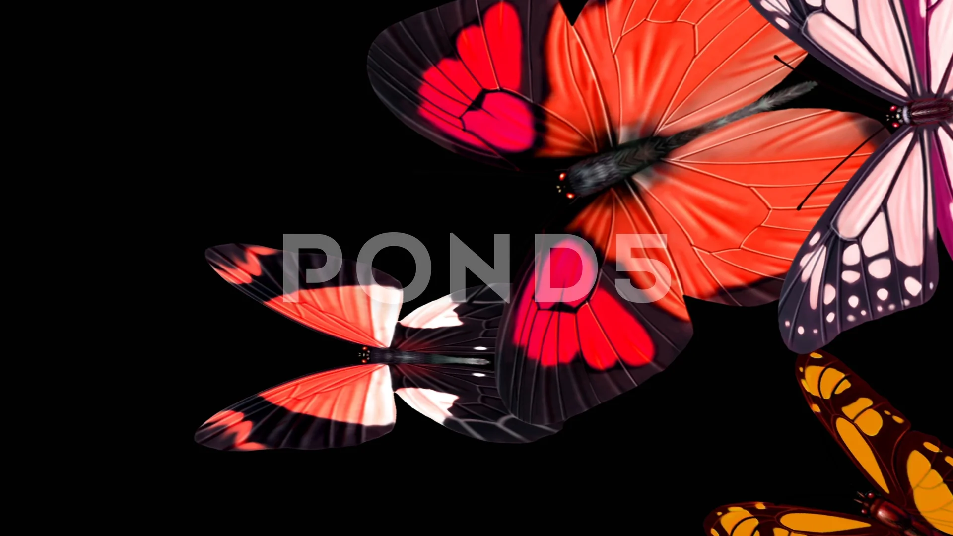 Butterfly Animation Flying Stock Video Footage Royalty Free Butterfly Animation Flying Videos Pond5