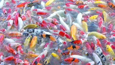 Beautiful colorful koi fish float in the... | Stock Video | Pond5