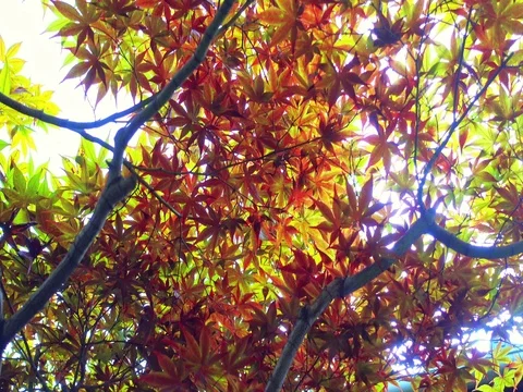 Beautiful Colorful Red Maple Leaf background Stock Footage 71193648
