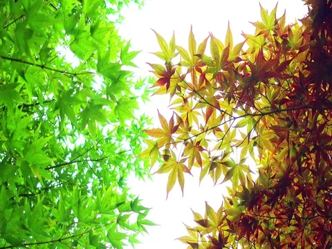 Beautiful Colorful Red Maple Leaf background Video stock 71193706