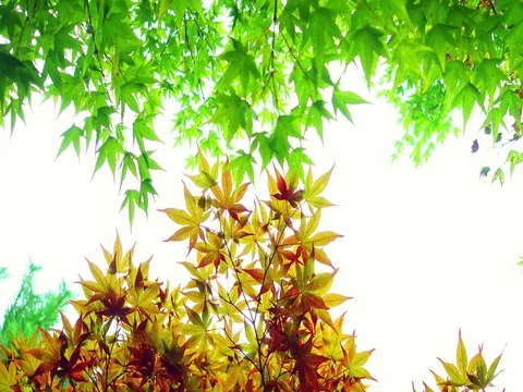 Beautiful Colorful Red Maple Leaf background Stock Footage 71193732