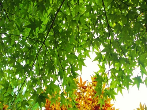Beautiful Colorful Red Maple Leaf background Stock Footage 71193910