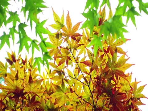 Beautiful Colorful Red Maple Leaf background Stock Footage 71194166