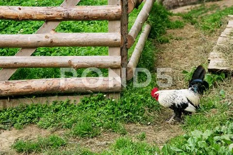 Beautiful colorful rooster on outdoor Stock Photos