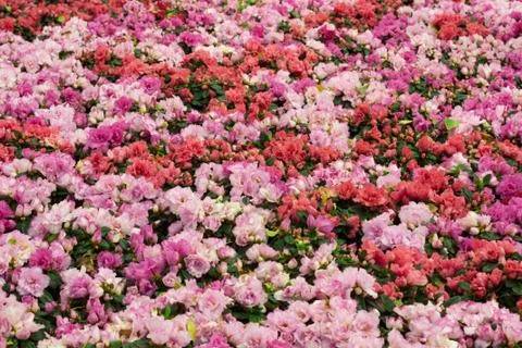 Beautiful of colorful rose flowers bouquet on field in green garden backgroun Stock Photos