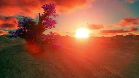 Beautiful colorful tree at sunset Stock Footage 79964479