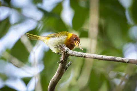 Beautiful colorful tropical bird eating caterpillar in the rainforest Stock Photos