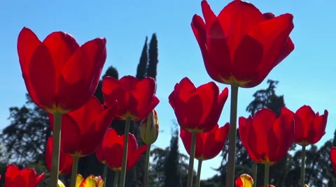 Beautiful colorful tulips Stock Footage 49974826