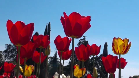 Beautiful colorful tulips Stock Footage 49974848